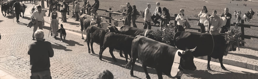 La Dézarpa delle mucche nel paese di Cogne