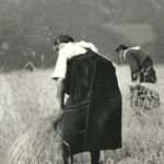 Mietitura nei campi di grano a ponente di Gimillan, anni 50